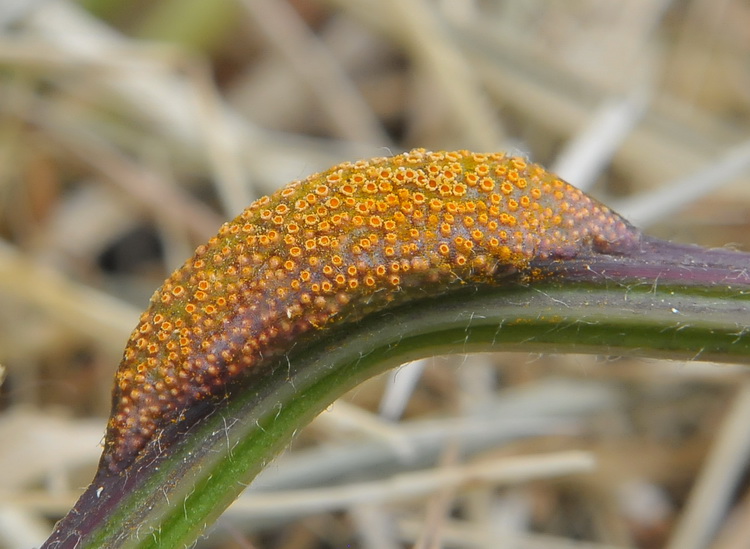 Ruggine - Puccinia striiformis ?